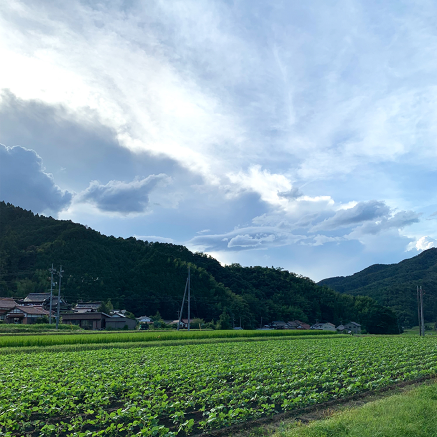 神倉大豆のソイプロテイン(280g)
