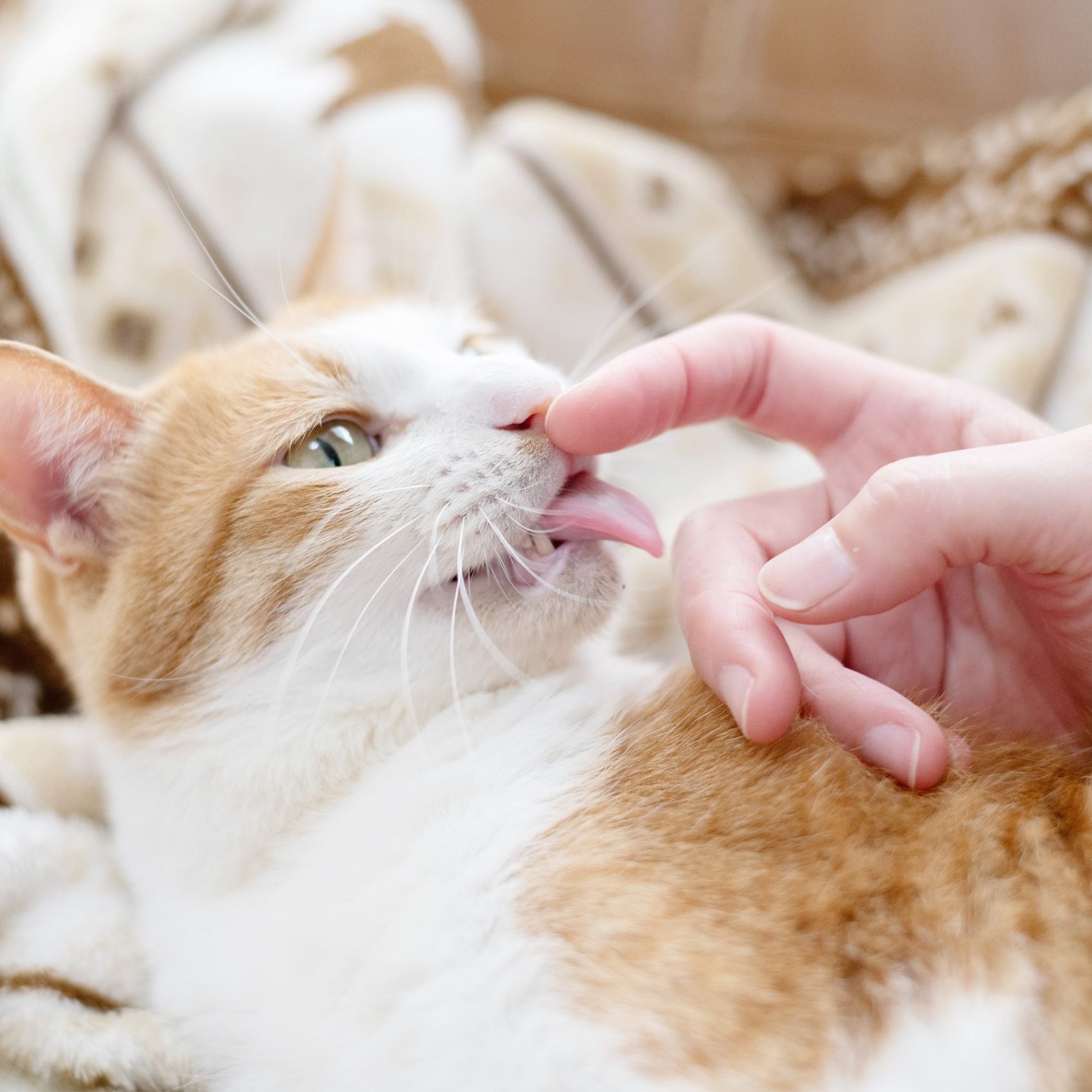 にゃんもにゃにゃ オールインニャンクリーム <ゲル状保湿クリーム> 50g
